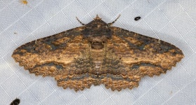 Zale lunata from Lake County, CA, USA on 2023년 07월 14일 (금) at 02:53 오전 by naturecandids. The 2nd photo illustrates the... 