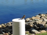 Sayornis nigricans from Redwood City, California, United States on 2013년 04월 19일 (금) at 03:19 오후 by Susan Stratton... 