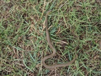 Atretium schistosum from 655M+98W, Chennai, Padianallur, Tamil Nadu 600067, India on 2023년 07월 23일 (일) at 09:12 오전 by... 