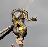 Fowlea piscator from Chennai, Tamil Nadu 600036, India on 2023년 07월 24일 (월) at 10:57 오전 by Rama Neelamegam · iNaturalist... 