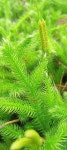 석송 from Владимирская обл., Россия, 602152... Петрова · iNaturalist 석송 (Lycopodium clavatum)
