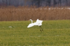 중대백로 from 908 71 Moravský Svätý Ján, Slovensko on 2019년 01월 12일 (토) at 02:05 오후 by Fero Bednar · iNaturalist... 