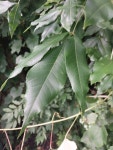 물푸레나무속 from Lancaster, NY, USA on 2023년 07월 30일... 오후 by Nick Bascom · iNaturalist 물푸레나무속 (Genus Fraxinus)