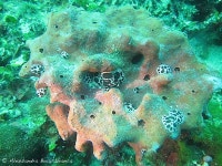 Peltodoris atromaculata in 6월 2013 by Alessandra Boccabianca · iNaturalist Peltodoris atromaculata