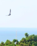 제비 from Isle of Man on 2023년 08월 04일 (금) at 12:25 오후 by panthera_j · iNaturalist 제비 (Hirundo rustica)