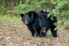 아메리카흑곰 in 4월 2019 by Dan LaVorgna. This mother had three cubs with her. · iNaturalist 아메리카흑곰 (Ursus americanus)