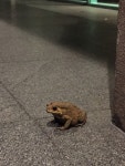 아시아검은안경두꺼비 from Soi Charoen Krung 70, Bangkok... iNaturalist 아시아검은안경두꺼비 (Duttaphrynus melanostictus)