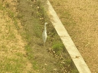 황로 from 893後豐港501號 on 2021년 02월 23일 (화) at 12:52 오후 by 威 · iNaturalist 황로 (Bubulcus ibis)