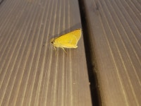 줄점팔랑나비 from 대한민국 당진시 성산3리 on 2023년 08월 12일 (토) at 01:24 오후 by 임명훈 · iNaturalist 줄점팔랑나비... 