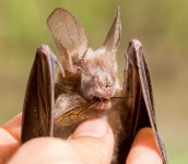 Bat found dead on the ground in the morning with hymenopteran alates protruding from mouth. · iNaturalist Genus Nycteris