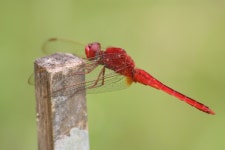 고추잠자리 from Tanah Datar Regency, West Sumatra, Indonesia... by Rémi Bigonneau · iNaturalist 고추잠자리 (Crocothemis servilia)