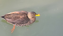 Anas undulata undulata from Faerie Glen, Pretoria, 0043, South Africa on 2023년 08월 19일 (토) at 03:20 오후 by Andine Erasmus... 