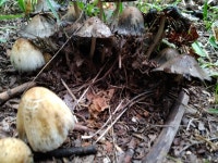 두엄먹물버섯 from Ontario P0T, Canada on 2023년 08월 21일... Kirkey · iNaturalist 두엄먹물버섯 (Coprinopsis atramentaria)