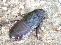 Panesthia angustipennis from 日本 〒563-0051 on 2023년 08월 10일 (목) at 05:20 오후 by 野口博史.... 