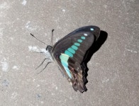 Graphium sarpedon nipponum from 353-0004, Japan on 2023년 08월 26일 (토) at 12:16 오전 by Koji Fox · iNaturalist Subspecies... 