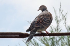 Streptopelia orientalis stimpsoni from 850 Kuwae, Chatan, Nakagami District, Okinawa 904-0103, Japan on 2023년 08월 28일 (월)... 