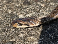 Euprepiophis conspicillata from 737-1 Okunotani, Yonago, Tottori 683-0016 일본 on 2023년 08월 20일 (일) at 03:32 오후 by... 