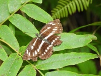 애기세줄나비 from Minakuchicho Kitanaiki, Koka, Shiga 528-0051, Japão on 2023년 08월 31일 (목) at 02:20 오후 by Aline Horikawa... 