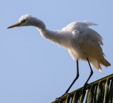 중백로 from Jalan Pekeliling, Taman Tasik Taiping, 34000 Taiping, Negeri Perak, Malaysia on 2019년 02월 06일 (수) at 08:23... 