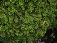 Ptilidium pulcherrimum from 日本、〒412-0006 静岡県御殿場市中畑 on 2023년 09월 03일 (일) at 10:20 오전 by hidehiko_i... 