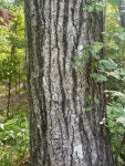 참나무속 from S Lakeshore Dr, Homewood, AL, US on 2023년 09월... 10:39 오전 by Molly Gray · iNaturalist 참나무속 (Genus Quercus)