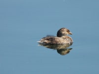 Podilymbus podiceps from Silver Lake, Los Angeles, CA, USA on 2023년 09월 09일 (토) at 09:57 오전 by gothnature · iNaturalist... 