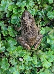 히로시마늪개구리 from 日本 〒477-0031 on 2023년 09월 09일 (토) at 05:23 오후 by Pontas · iNaturalist 히로시마늪개구리... 