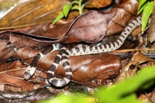 Lycodon multifasciatus from 907-0003, Japan on 2023년 09월 07일 (목) at 11:10 오후 by dobbby · iNaturalist Lycodon multifasciatus