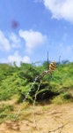 Argiope lobata from Hirapar, Gujarat 370020, India on 2023년 09월 04일 (월) at 09:43 오전 by Epicenter Homestay · iNaturalist... 