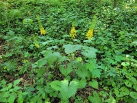 곤달비 from Outagamie County, US-WI, US on 2022년 07월 21일... 11:27 오전 by Erich · iNaturalist 곤달비 (Ligularia stenocephala)