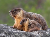 Marmota flaviventris in 7월 2021 by Vishal Subramanyan. Mom and baby. There were 4 babies total · iNaturalist Marmota flaviventris