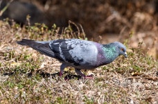 집비둘기 from Brisbane QLD, Australia on 2023년 09월 16일... nick_rogers · iNaturalist 집비둘기 (Variety Columba livia domestica)