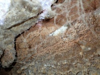 홑생식기거미하목 from Garden Route District Municipality... Muller · iNaturalist 홑생식기거미하목 (Infraorder Haplogynae)