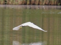 쇠백로 from 56122 Pisa PI, Italia on 2023년 09월 17일 (일) at 11:56 오전 by Elisa Cecere · iNaturalist 쇠백로 (Egretta garzetta)