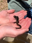 Ambystoma maculatum from Morrisville, NY, US on 2023년 09월 22일 (금) at 09:30 오전 by Nick Fiore · iNaturalist Ambystoma... 
