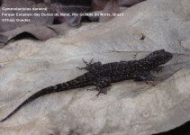 Gymnodactylus darwinii from Parque das Dunas, Natal - RN, Brazil on 2005년 03월 23일 (수) by Thaís Guedes · iNaturalist... 