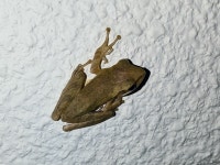 아시아갈색청개구리 from 966-1 Kuwae, Chatan, Nakagami District, Okinawa 904-0103, Japan on 2023년 09월 24일 (일) at 08:23 오후... 