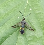 Synanthedon hector from 354-0013, Japan on 2023년 09월 27일 (수) at 07:32 오전 by Koji Fox · iNaturalist Synanthedon hector