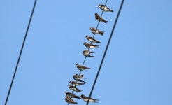 갈색제비 from Nomuracho, Omihachiman, Shiga 523-0075, Japão on 2023년 09월 28일 (목) at 10:05 오전 by Aline Horikawa... 