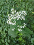 서양등골나물 from Champaign County, US-IL, US on 2023년 09월... Kaitlin Nelson · iNaturalist 서양등골나물 (Ageratina altissima)