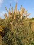 팜파스그래스 from 33204 Gijón, Asturias, España on 2023년... Zuzana Ferencova · iNaturalist 팜파스그래스 (Cortaderia selloana)