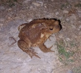 유럽두꺼비 from 25060 Collebeato BS, Italia on 2023년 10월... at 10:54 오후 by Roberto Guida · iNaturalist 유럽두꺼비 (Bufo bufo)