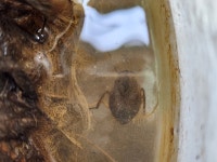 물자라 from 대한민국 경기도 안산시 상록구 남산평길 on 2023년 10월 11일 (수) at 03:38 오후 by 조정미 · iNaturalist 물자라... 