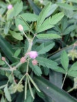 미모사 from P9WJ+F48, Paidleganj, Gorakhpur, Uttar Pradesh... at 05:13 오후 by Sneha Singh · iNaturalist 미모사 (Mimosa pudica)
