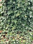 서양송악 from Hersheypark, Hershey, PA, US on 2023년 10월... at 01:30 오후 by Matthew Chin · iNaturalist 서양송악 (Hedera helix)