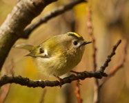 상모솔새 from Rangárþing eystra, 861, Iceland on 2023년 10월 16일 (월) at 09:57 오전 by Colby Baker · iNaturalist... 