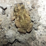 Duttaphrynus scaber from Mettupalayam, Morai, Tamil Nadu 600055, India on 2023년 10월 17일 (화) at 08:32 오후 by Jeni Marx... 