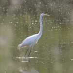 중대백로 from 56122 Pisa PI, Italia on 2023년 08월 10일 (목) at 07:22 오후 by Giulia Prencipe · iNaturalist 중대백로 (Ardea... 