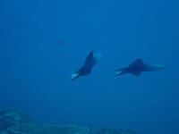 Ptereleotris evides from Kenting, Kenting, TW-TA-PT, TW-TA, TW on 2023년 10월 21일 (토) at 01:42 오후 by Jacky Yu... 