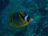 Chaetodon lunula from Kenting, Kenting, TW-TA-PT, TW-TA, TW on 2023년 10월 21일 (토) at 01:55 오후 by Jacky Yu · iNaturalist... 